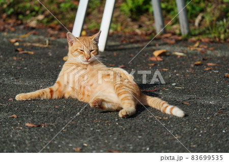 せっかく捕まえたネズミに逃げられて慌てて探す若い野良猫の茶トラ せっかく捕まえたネズミに逃げられて慌てて探す若い野良猫の茶トラ 83699535