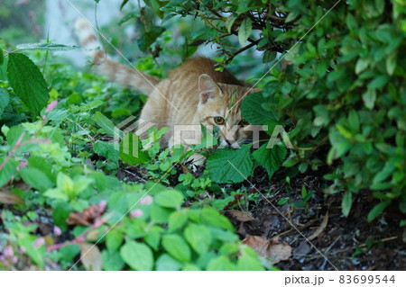 せっかく捕まえたネズミに逃げられて慌てて探す若い野良猫の茶トラ 83699544