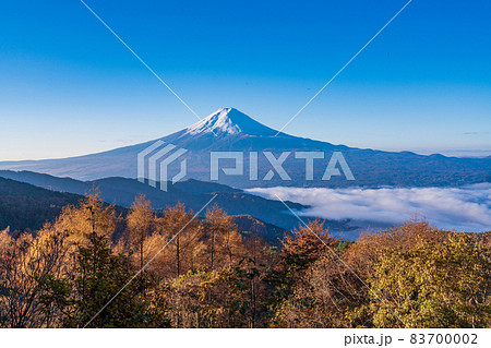 (山梨県)カラマツの黄葉、河口湖上の雲海と富士山 (山梨県)カラマツの黄葉、河口湖上の雲海と富士山 83700002