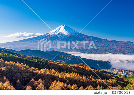 (山梨県)カラマツの黄葉、河口湖上の雲海と富士山 (山梨県)カラマツの黄葉、河口湖上の雲海と富士山 83700013