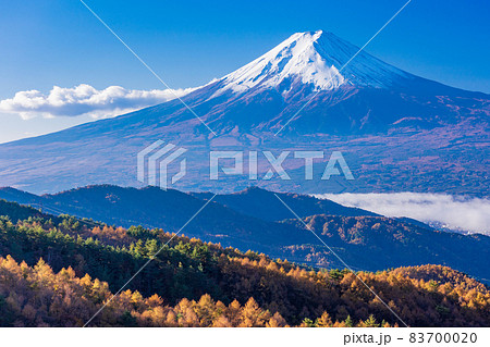 （山梨県）カラマツの黄葉、河口湖上の雲海と富士山 83700020