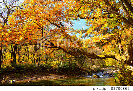 秋の紅葉に染まる木の俣園地と木の俣川 秋の紅葉に染まる木の俣園地と木の俣川 83700365