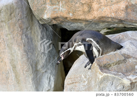 プールをのぞき込むフンボルトペンギン 83700560