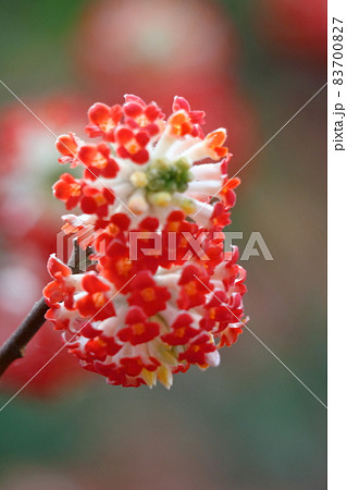 和紙の材料 83700827