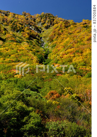 錦秋の立山黒部アルペンルート（タンボ平（黒部平＆大観峰）の絶景紅葉） 83700884