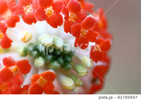 和紙の材料 83700947