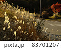 道路脇の金色に光るススキ（背景に紅葉あり） 83701207