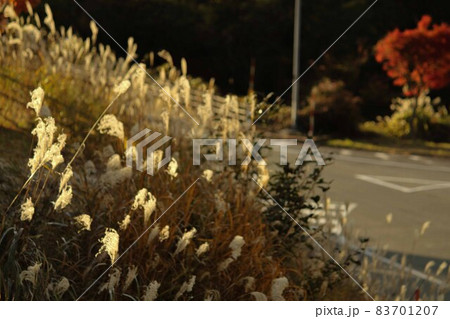 道路脇の金色に光るススキ(背景に紅葉あり) 道路脇の金色に光るススキ(背景に紅葉あり) 83701207