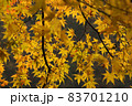 黄色に染まったモミジの木 83701210