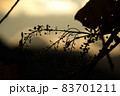 逆光を利用した木の実のシルエット 83701211
