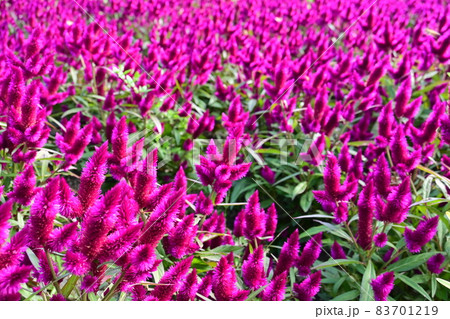 ヤリゲイトウ(ヒユ科)の見頃のお花 ヤリゲイトウ(ヒユ科)の見頃のお花 83701219