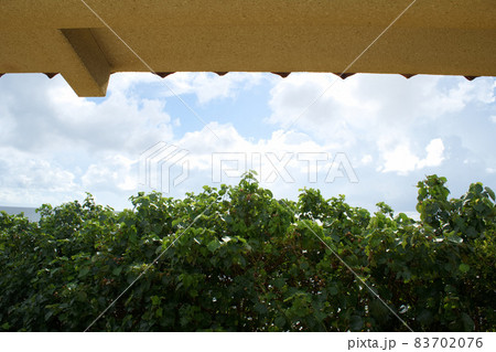 読谷村めぐり 読谷村めぐり 83702076