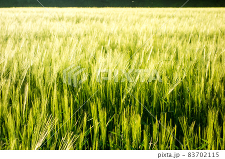 明るい日差しの下の広々とした麦畑　ロンドン郊外にて 83702115
