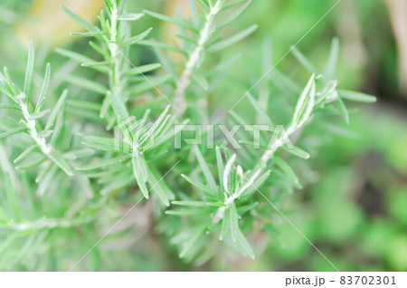 rosemary or Salvia rosmarinus or Rosmarinus officinalis L 83702301