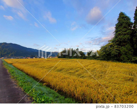 早朝の田園 早朝の田園 83703200