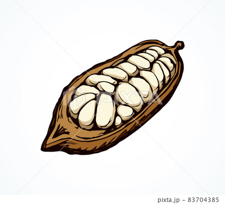 Cocoa Fruits. Vector drawing 83704385