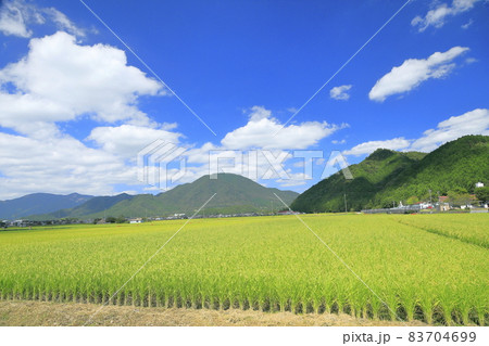山田錦の田園 83704699