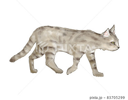 歩くリビアヤマネコのイラスト素材