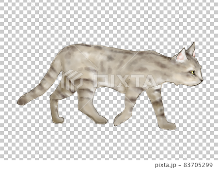 Walking african wildcat 83705299