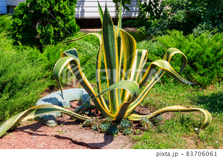 Agave tequilana, commonly called blue agave (agave azul) or tequila agave Agave tequilana, commonly called blue agave (agave azul) or tequila agave 83706061