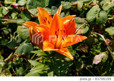 Oriental lily in flower bed in the garden 83706199