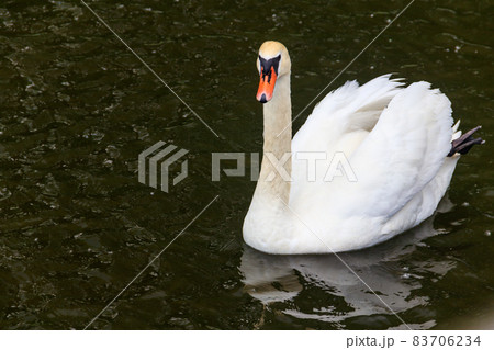 White swan swimming on the lake White swan swimming on the lake 83706234