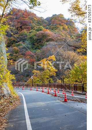 秋の吾妻渓谷 八ッ場ダムまでの遊歩道 秋の吾妻渓谷 八ッ場ダムまでの遊歩道 83706375
