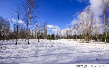 Winter landscape. Little black dog walking in cold sunny day. 83707338