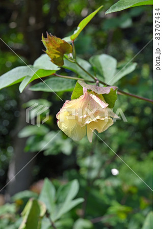 植物：ワタ　アオイ科 83707434