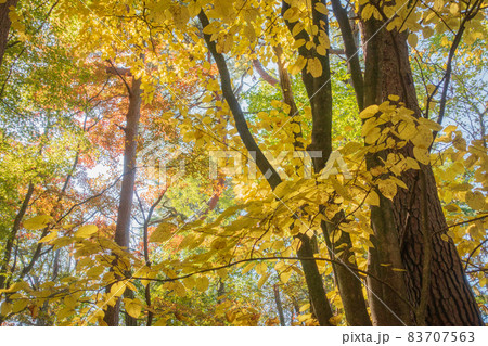 塩嶺御野立の黄葉【塩嶺峠】 塩嶺御野立の黄葉【塩嶺峠】 83707563