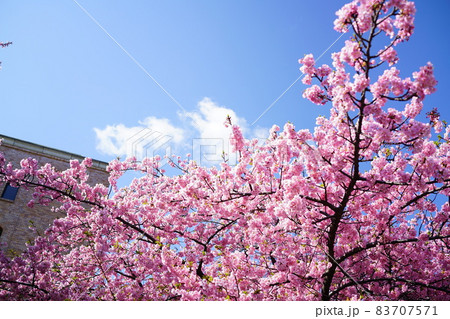 岡崎市の河津桜と青空 83707571