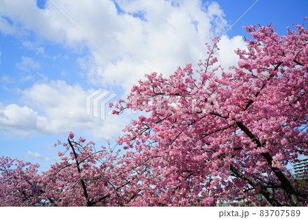 岡崎市の河津桜と青空 83707589