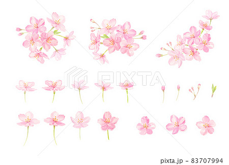 透明水彩で描いた桜のベクターイラストセット 透明水彩で描いた桜のベクターイラストセット 83707994