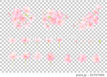 透明水彩で描いた桜のベクターイラストセット 透明水彩で描いた桜のベクターイラストセット 83707994