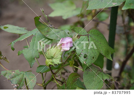 綿花栽培・家庭菜園 83707995