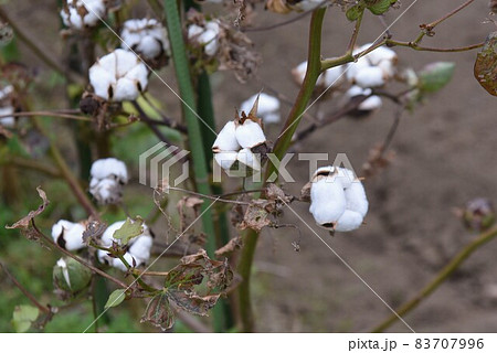 綿花栽培・家庭菜園 綿花栽培・家庭菜園 83707996