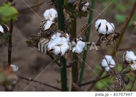 綿花栽培・家庭菜園 綿花栽培・家庭菜園 83707997