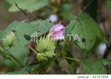綿花栽培・家庭菜園 綿花栽培・家庭菜園 83707998