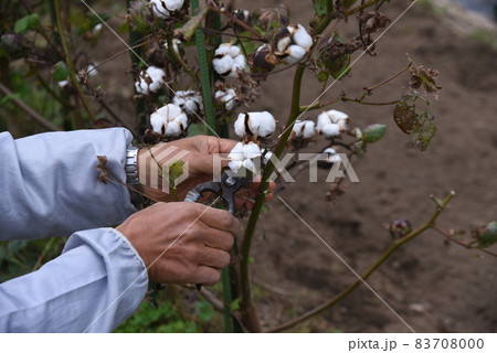 綿花栽培・家庭菜園 83708000