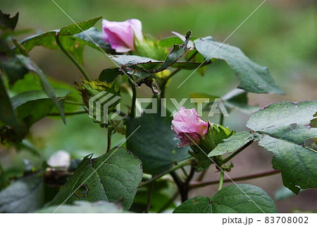 綿花栽培・家庭菜園 83708002