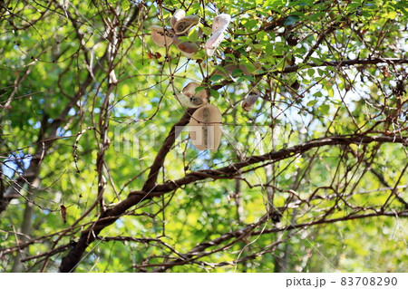 アケビの実 アケビの実 83708290