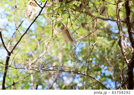 アケビの実 83708292