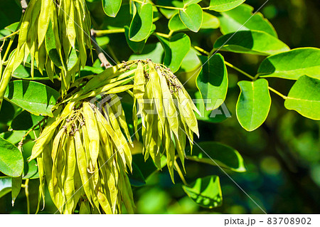 イヌエンジュの実 83708902