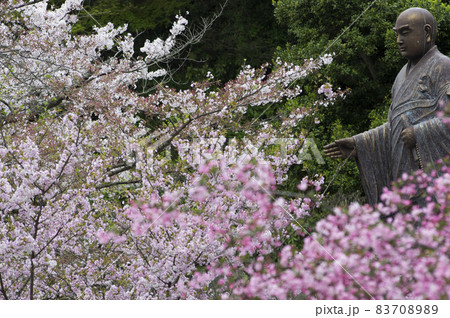 春に思う聖人 83708989