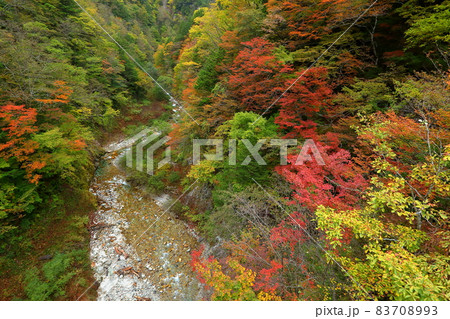 長野県大町市平高瀬入 高瀬渓谷北葛沢の紅葉 長野県大町市平高瀬入 高瀬渓谷北葛沢の紅葉 83708993
