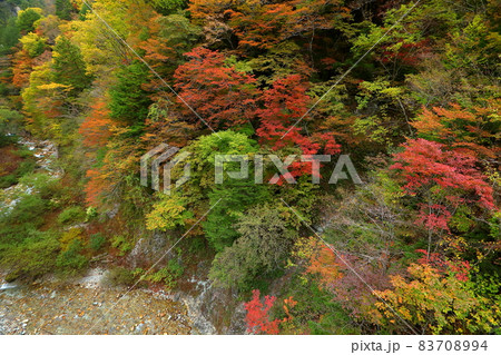 長野県大町市平高瀬入　高瀬渓谷北葛沢の紅葉 83708994