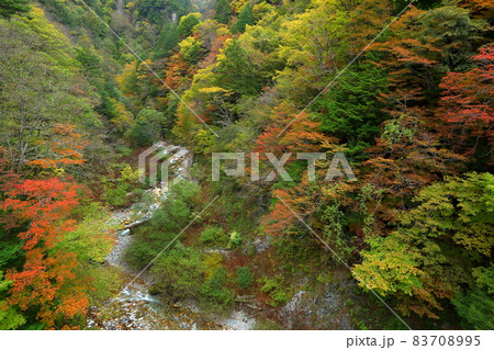 長野県大町市平高瀬入　高瀬渓谷北葛沢の紅葉 83708995