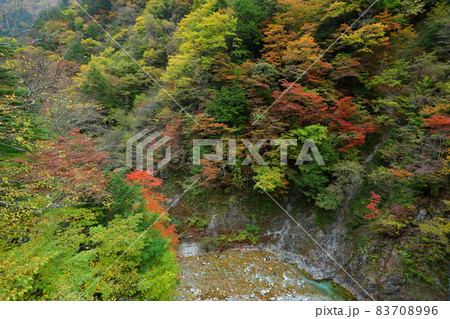 長野県大町市平高瀬入 高瀬渓谷北葛沢の紅葉 長野県大町市平高瀬入 高瀬渓谷北葛沢の紅葉 83708996