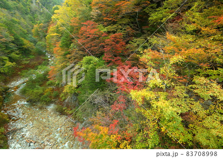 長野県大町市平高瀬入 高瀬渓谷北葛沢の紅葉 長野県大町市平高瀬入 高瀬渓谷北葛沢の紅葉 83708998