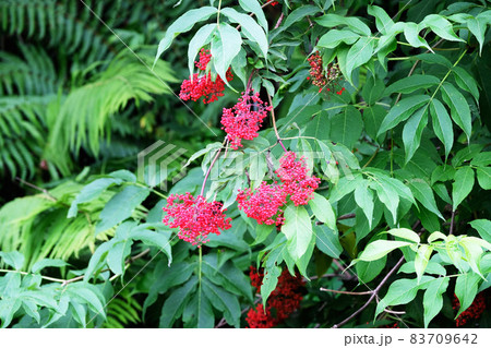 エゾニワトコの実 エゾニワトコの実 83709642